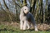 BEDLINGTON TERRIER 221